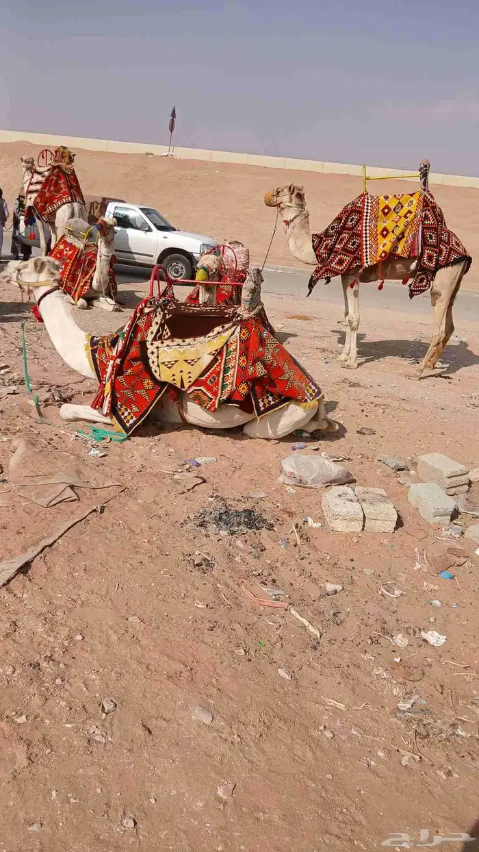 اجار جمال ركبي وا خيول وا دبابات بي اليوم وا الاسبوع 12