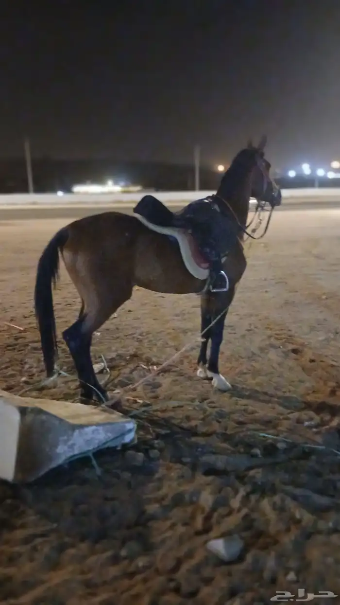 يوجد لدينا اجار جمال ركبي وا خيول وا دبابات بي اليوم 9