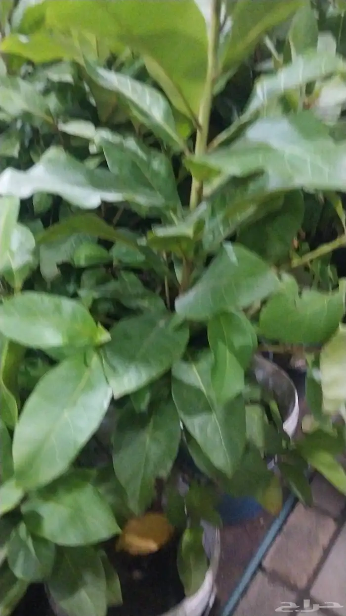 يوجد لدينا جميع انواع الأشجار زينه 1