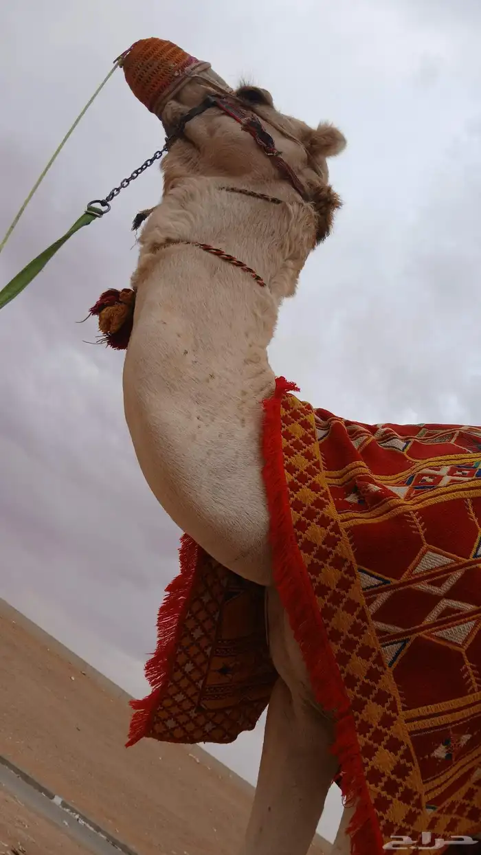 We have camels  horses and falcons for rent by the day  week 13