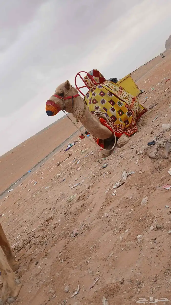 اجار صقور جمال ركبي وا خيول وا دبابات بي اليوم وا الاسبوع 13