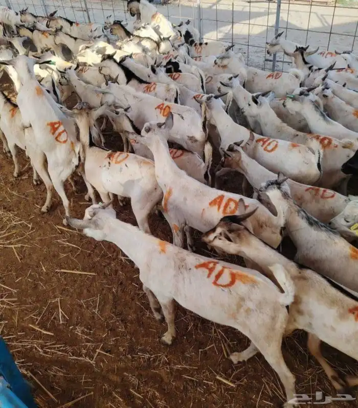 تيوس صومالي جذعان السعر 500 4