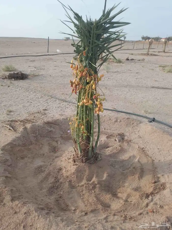 فسايل برحي واسكري وخلاص وصعقي وامجدول ورثان ورشودي ونان 0