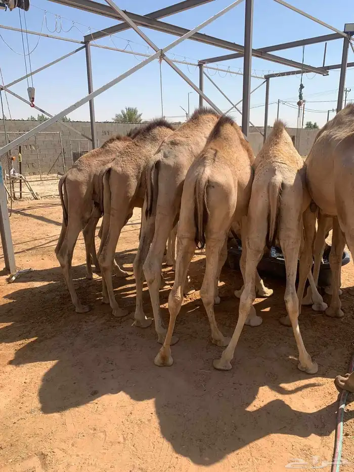 اللي ينتظر القعدان واجود انواع اللحوم للملاحم والولايم 2