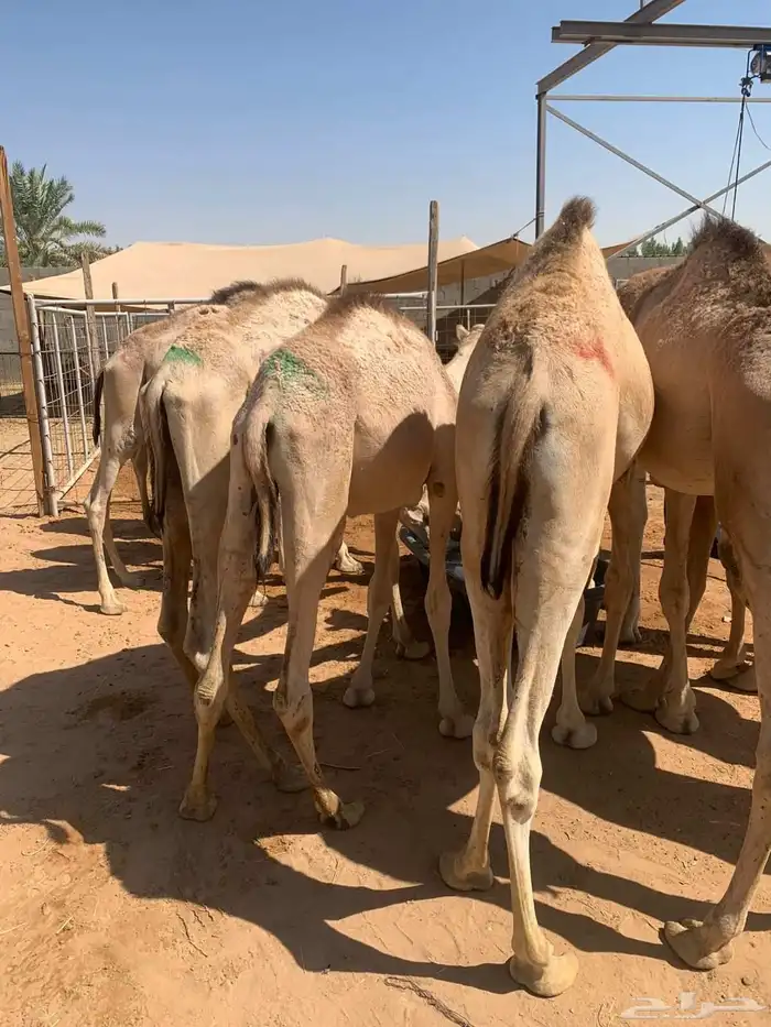 اللي ينتظر القعدان واجود انواع اللحوم للملاحم والولايم 1