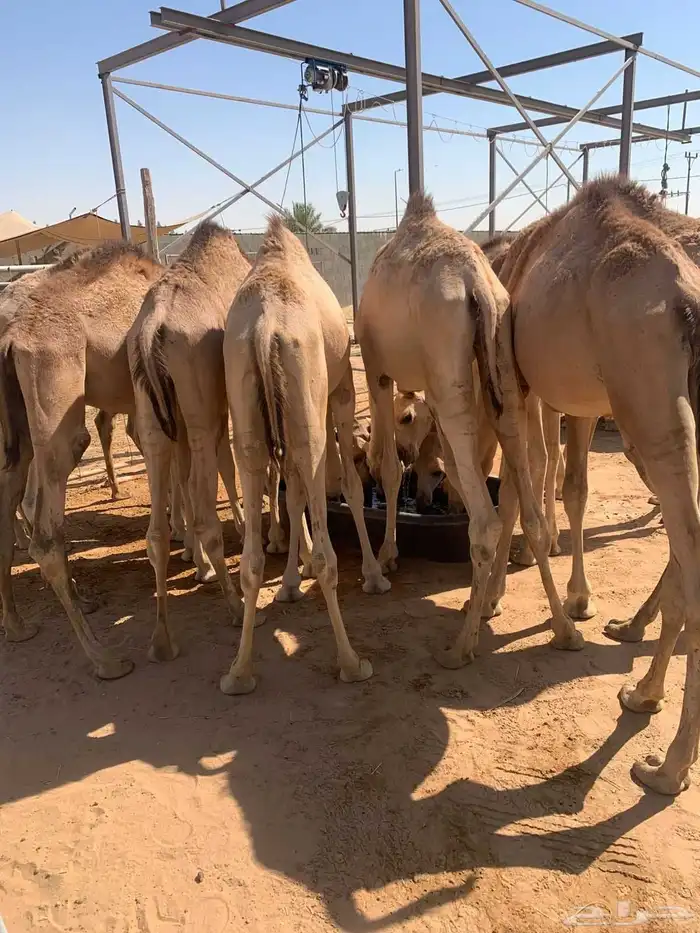 اللي ينتظر القعدان واجود انواع اللحوم للملاحم والولايم 3