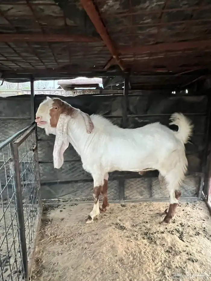 فحل مطور جرم حصان 4