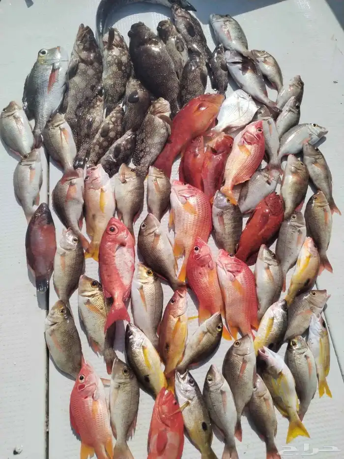 من آخر رحلاتنا 0