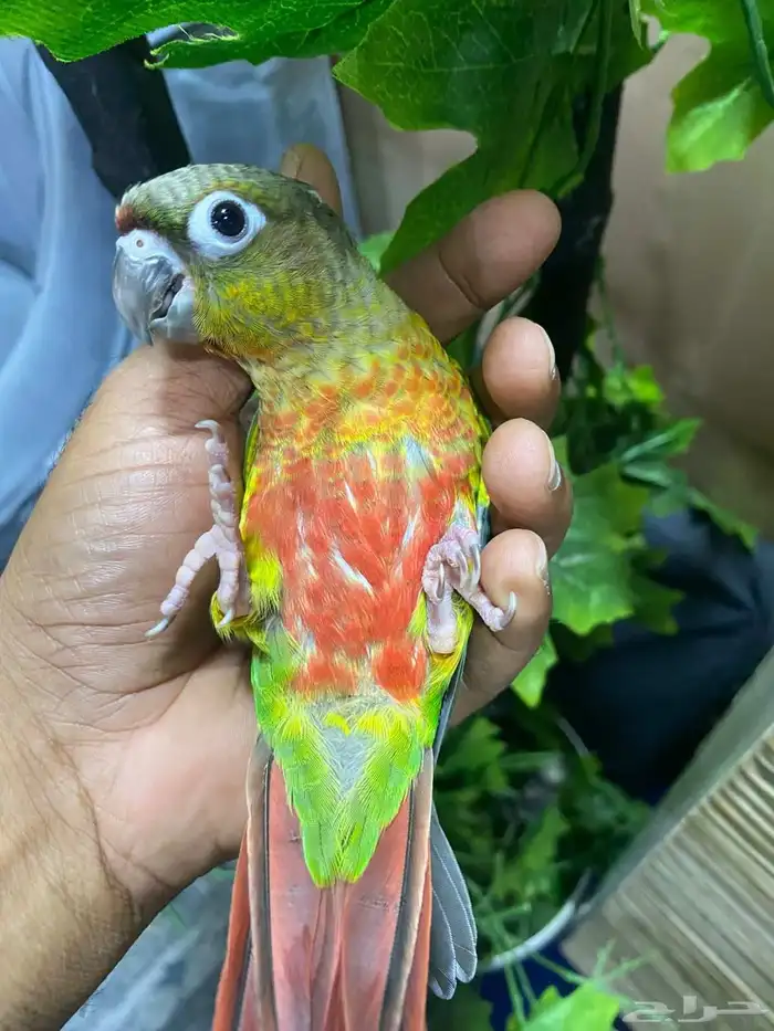 بغباء كنيور اليف هدد ماعنده عض نهايه بس 630ريال 0