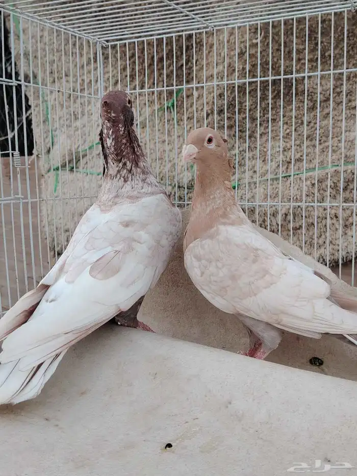 زوج زاجل فراشه 0