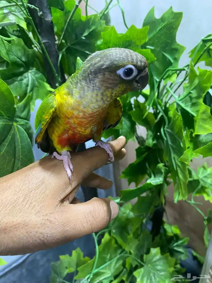 بغباء كنيور اليف هدد ماعنده عض نهايه بس 630ريال 2