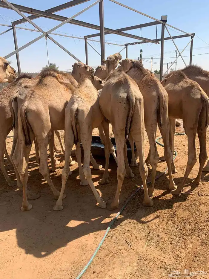 اللي ينتظر القعدان واجود انواع اللحوم للملاحم والولايم 4
