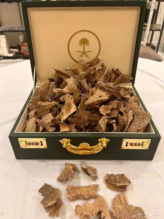 عرض اليوم الوطني عود طبيعي ومحسن 95 هلله 3