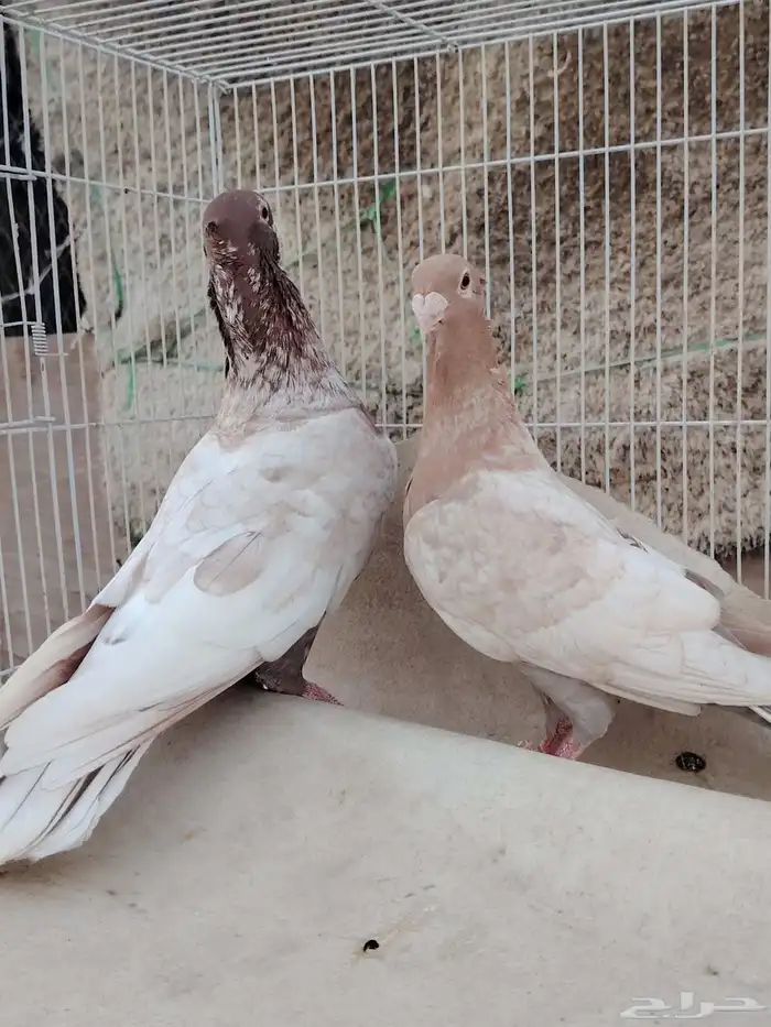 زوج زاجل فراشه 1