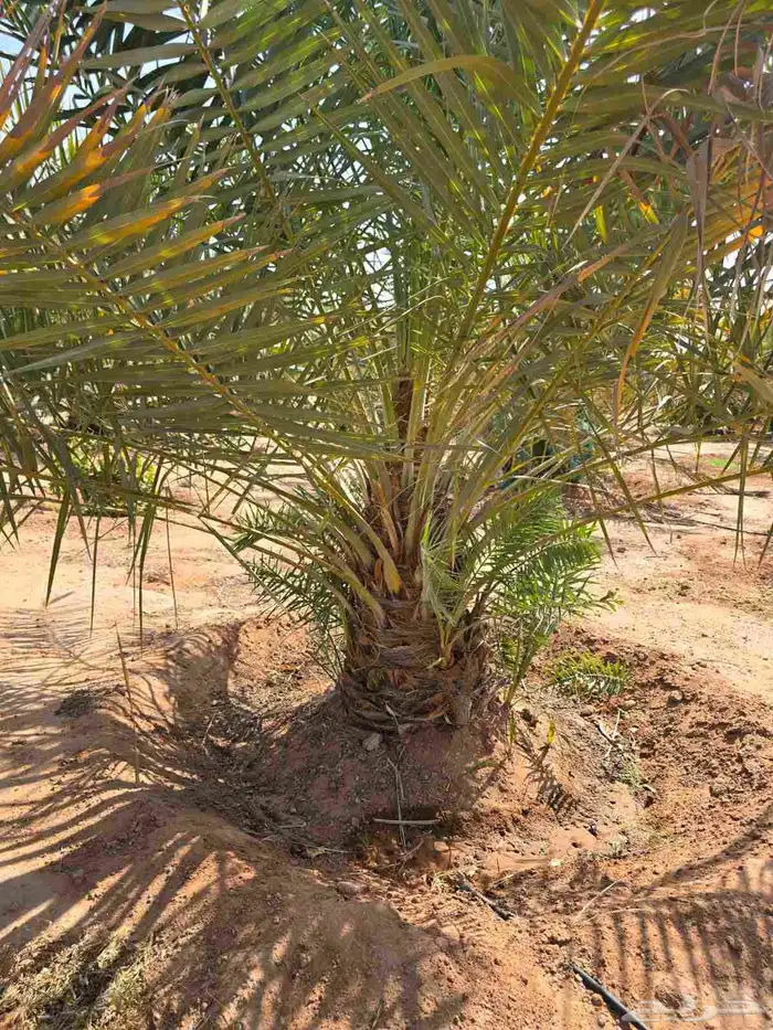 يوجد لدينا جميع انواع النخيل المثمر والزينه 2