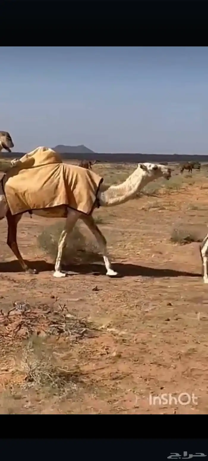 اجلة  جلالات   جلالات ابل تفصيل اجلة حسب طلب 3
