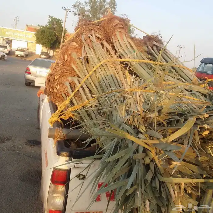 يوجد لدينا نخل للبيع نخل طيب ونويع فاخره ومضمون 2