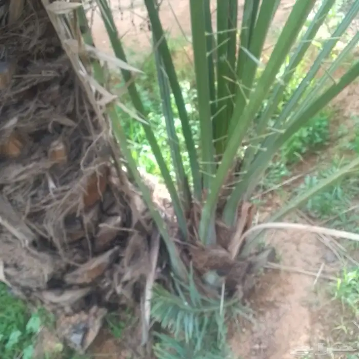 السلام عليكم ورحمة الله يوجد لدينا جميع انواع الفراااخه 3