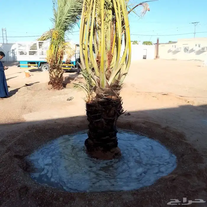 نخيل 5