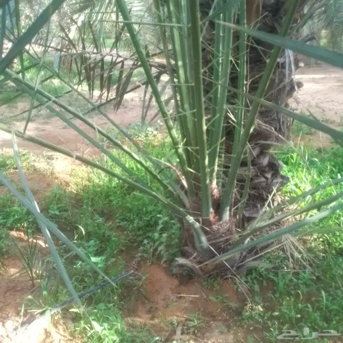 السلام عليكم ورحمة الله يوجد لدينا جميع انواع الفراااخه 1