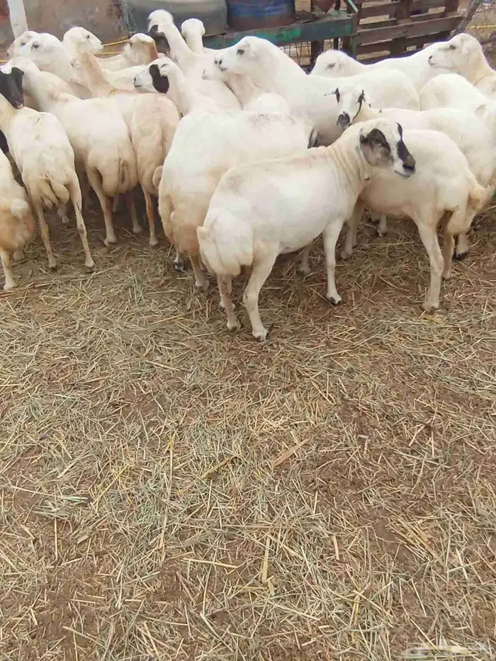 بنك راجب على الشرط مال السونار 30 راس عدد الموقع ابو عريش 1