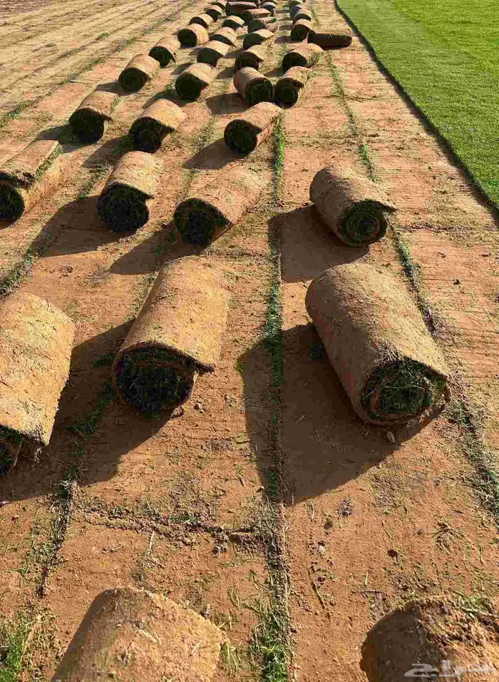 تيل طبيعى القصيم وبريدة 5