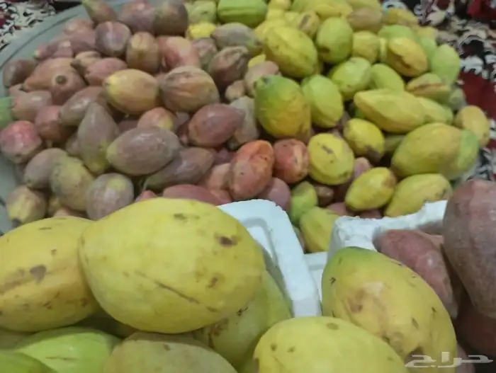 لوز جامبو رخيص 9