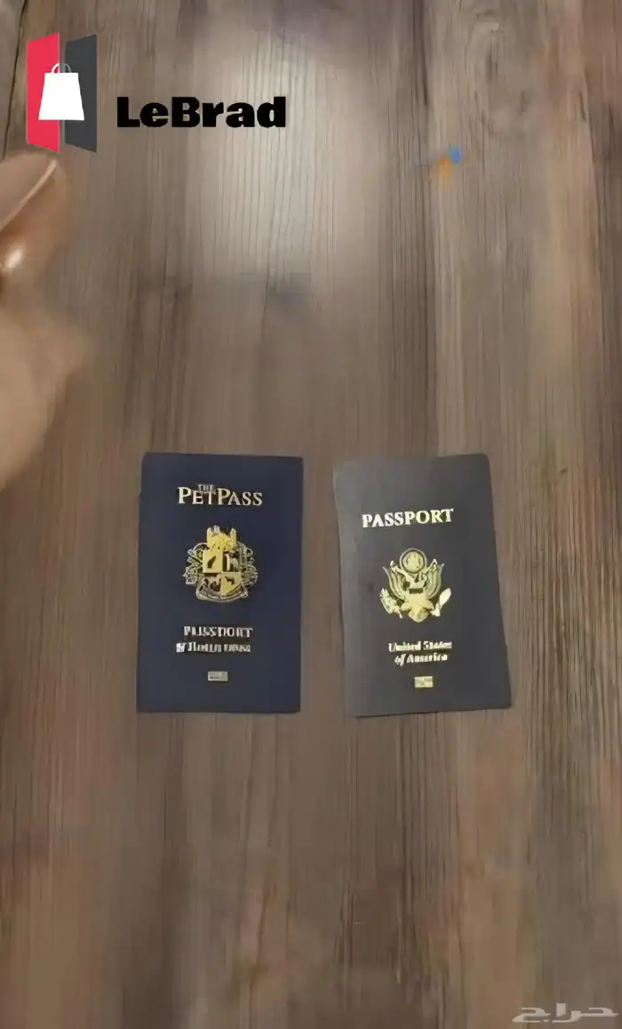 قطه سكوتش بريتيش شانشيلا NS25 بيور (نادرة) 4