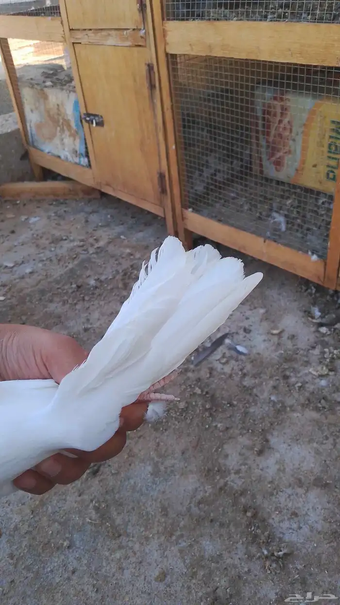 سلام عليكم ورحمه الله وبركاته يجد حمام الباكستاني انثه وذكر 3