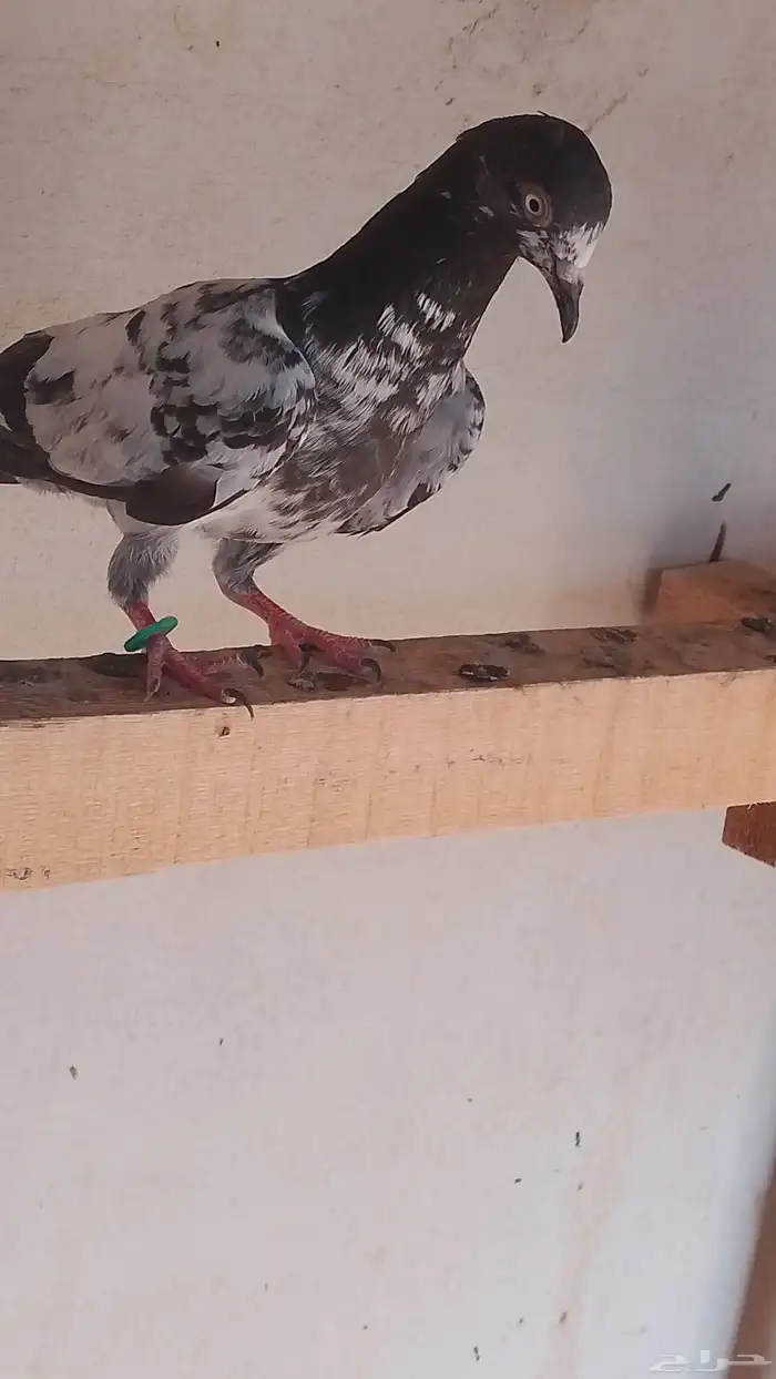 سلام عليكم ورحمه الله وبركاته يجد حمام الباكستاني انثه وذكر 2