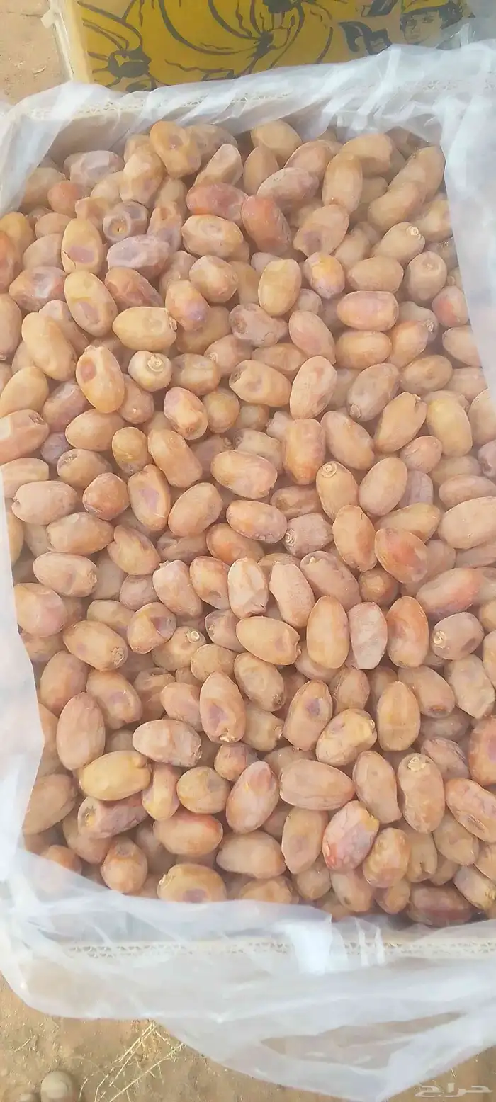 خلاص جامبو 1