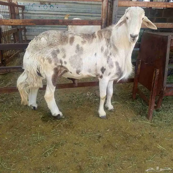 الفحل المهجن الصنف 2