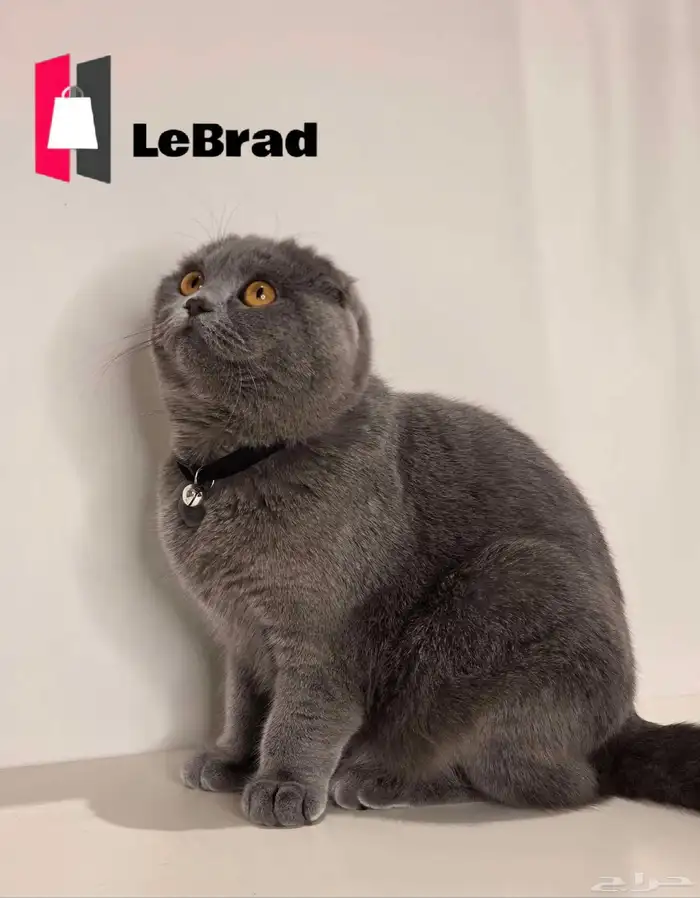 انتاج قريب قطط منشكن سكوتش بريتش فولد LeBrad Cattery 1