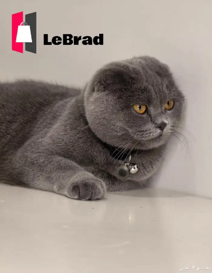 انتاج قريب قطط منشكن سكوتش بريتش فولد LeBrad Cattery 2