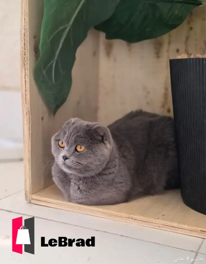 انتاج قريب قطط منشكن سكوتش بريتش فولد LeBrad Cattery 0