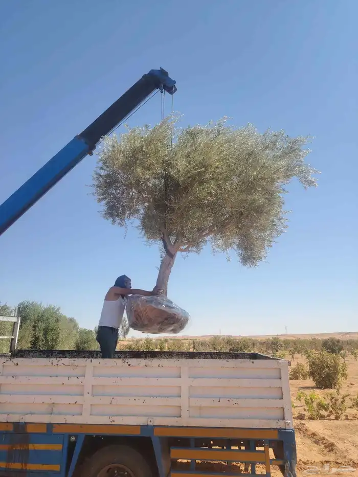 شجر زيتون للبيع بكل المقاسات ولحجام 0