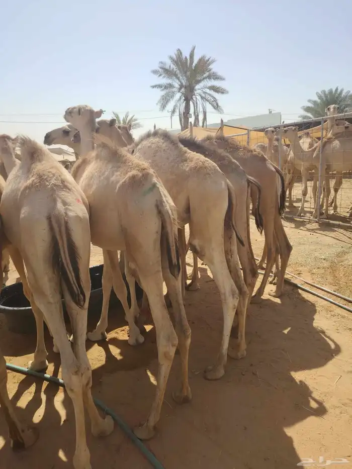 أفضل القعدان بأفضل الأسعار لا تفوت الفرصة 0