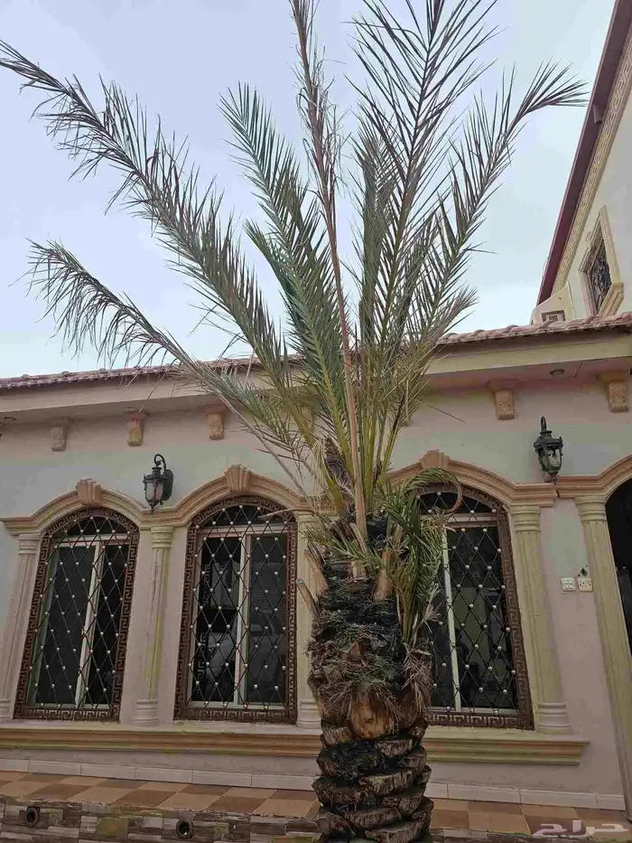 السيل الصغير 2030 0