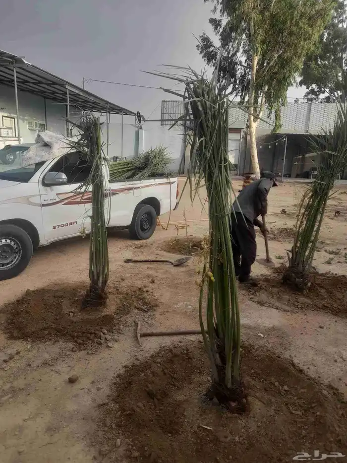 جثايث للبيع ع الطلب الرياض وحولها 2