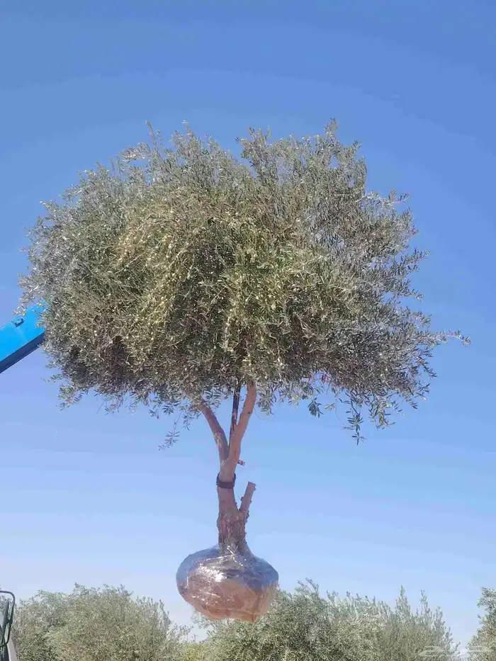 شجر زيتون للبيع بكل المقاسات ولحجام 2