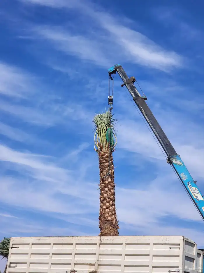 نخل للبيع بجميع أنواعه ومقاساته 1