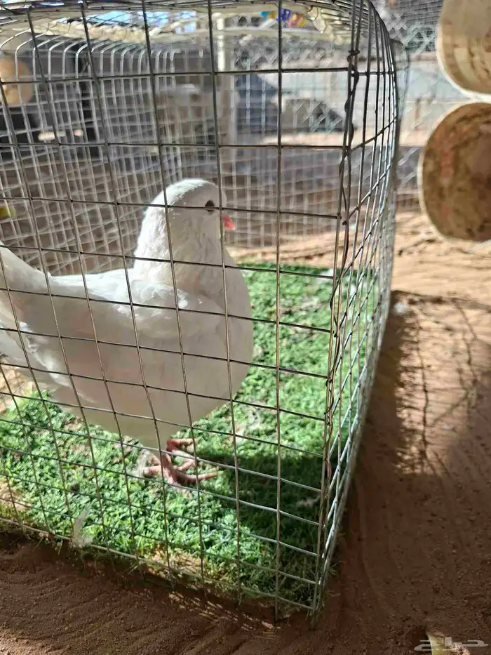 الحمام كينج ابيض صفي انثى 2