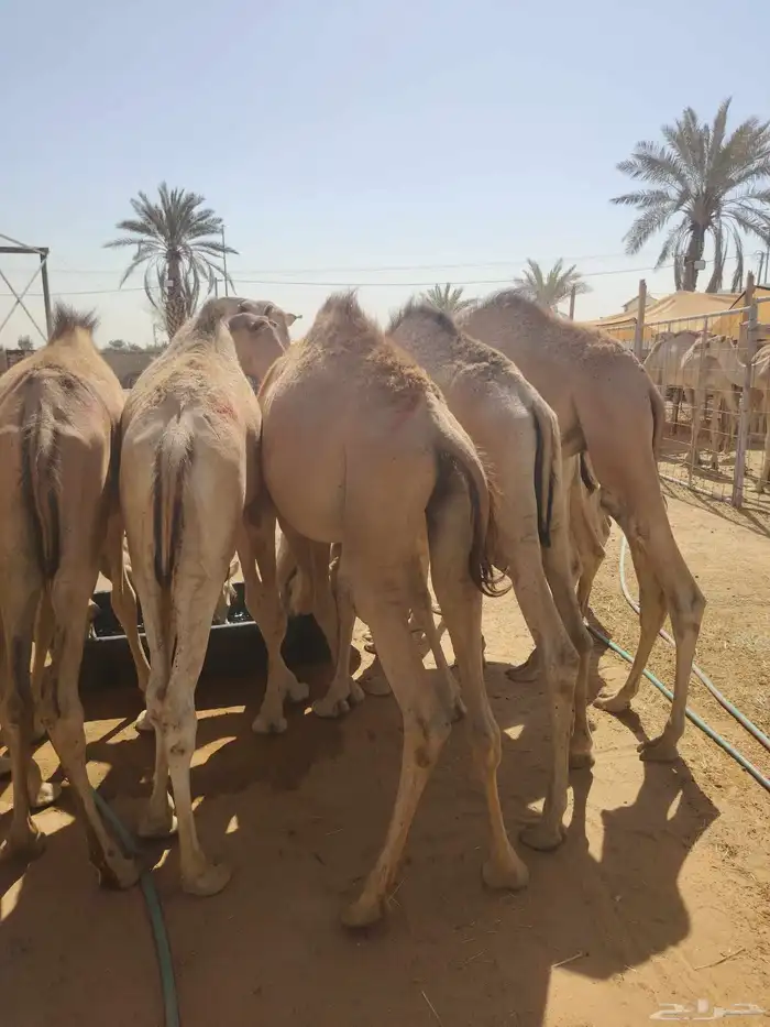 أفضل القعدان بأفضل الأسعار لا تفوت الفرصة 4