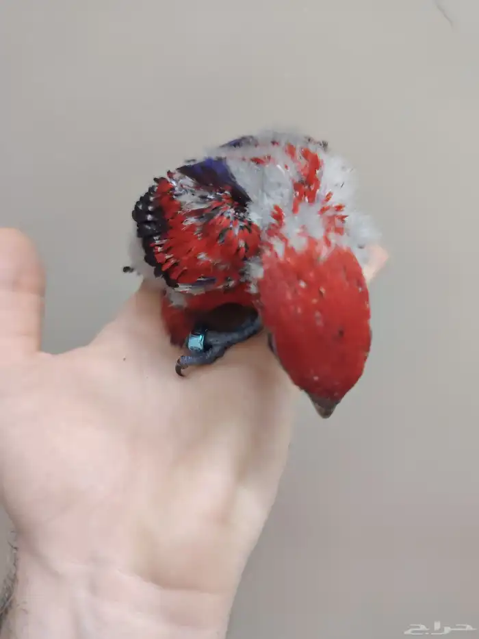 فرخ رد لوري ((تم البيع)) 2