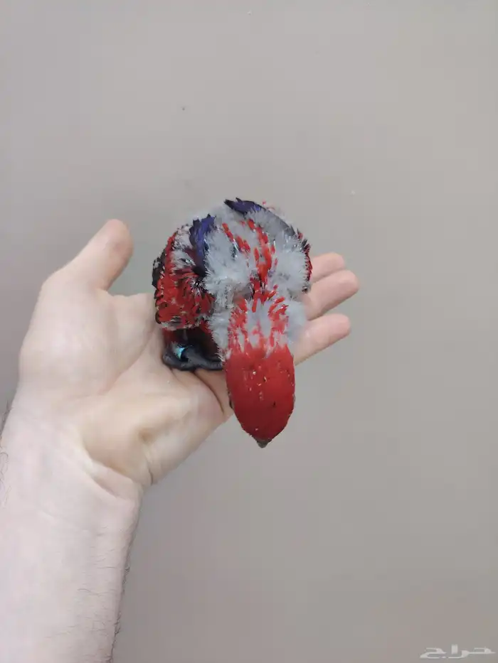 فرخ رد لوري ((تم البيع)) 3