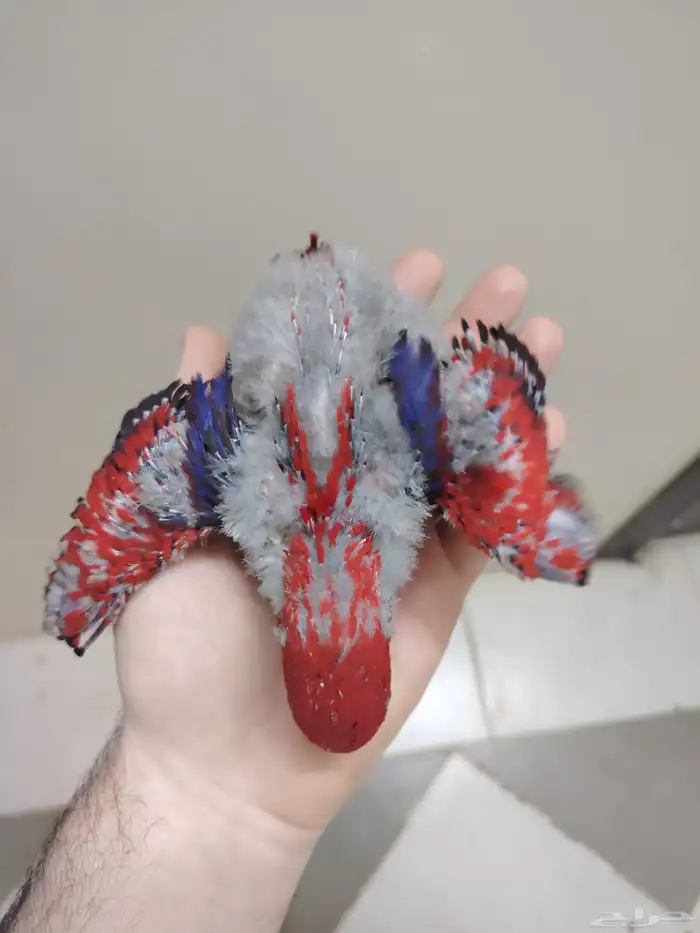 فرخ رد لوري ((تم البيع)) 5