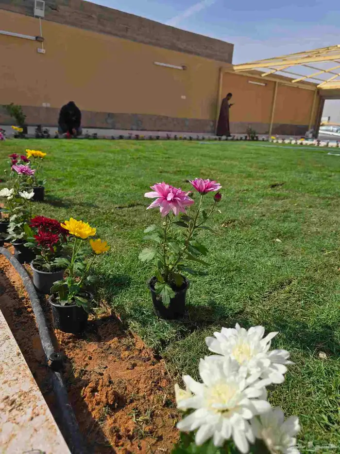 تيل طبيعى القصيم وبريدة 7