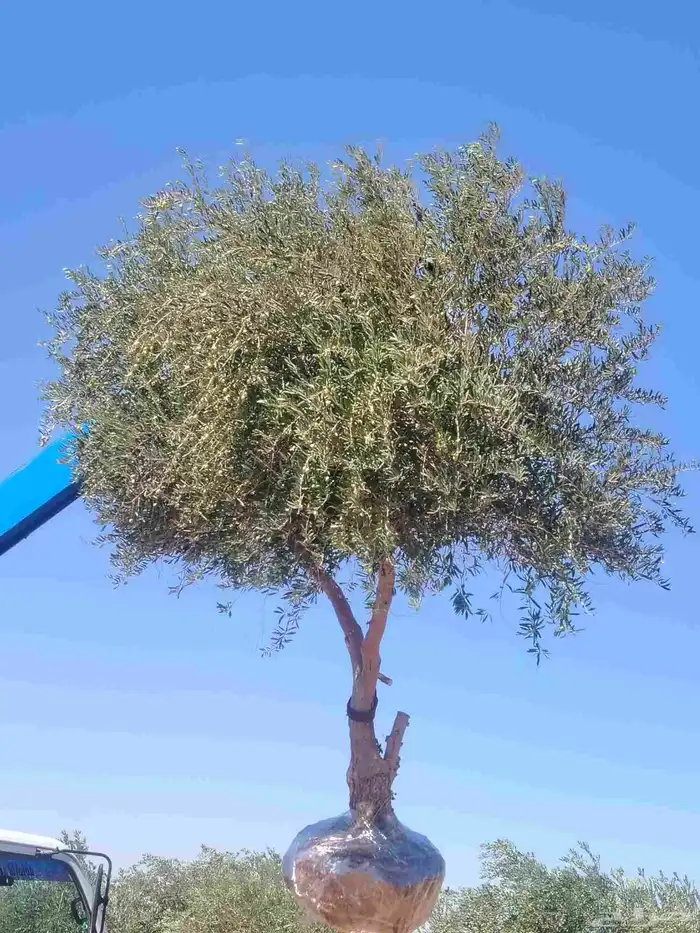 شجر زيتون للبيع بكل المقاسات ولحجام 4