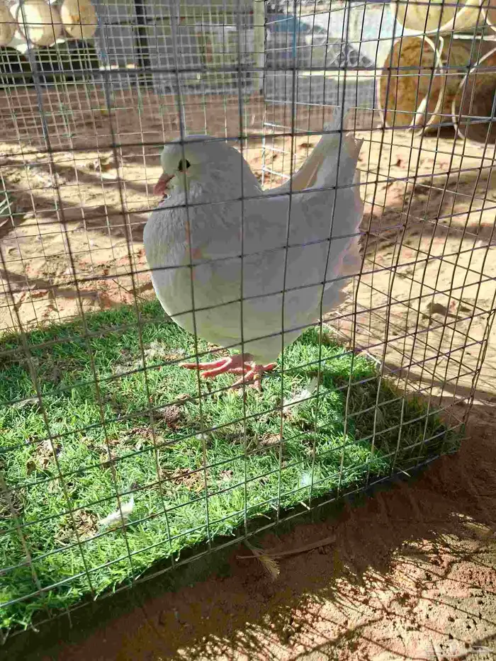 الحمام كينج ابيض صفي انثى 1