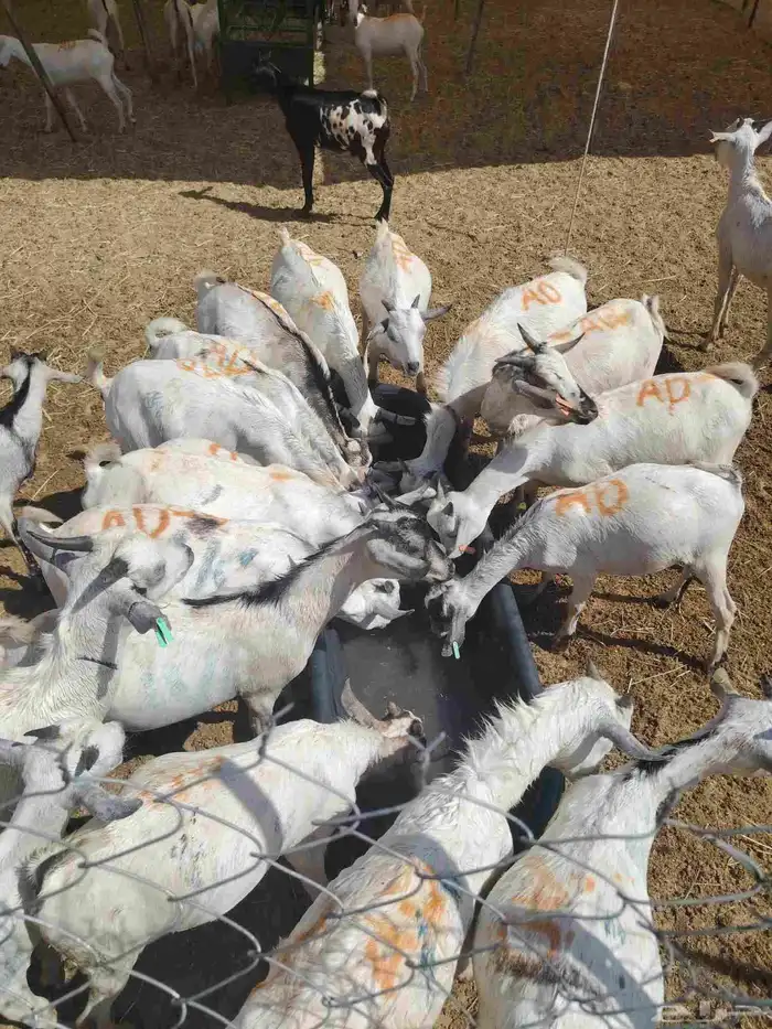 تيوس صوماليه جذعان مرابي متميزه 2